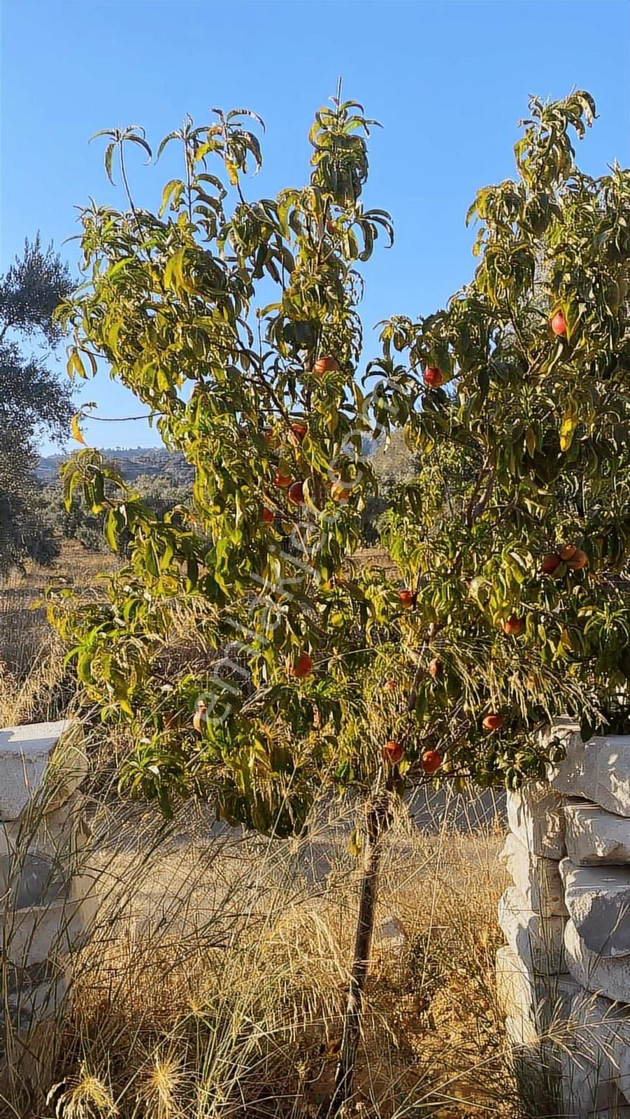 Divaland Gayrimenkulden İmara Yakın Bölgede Yatırım Fırsatı - Görsel 5
