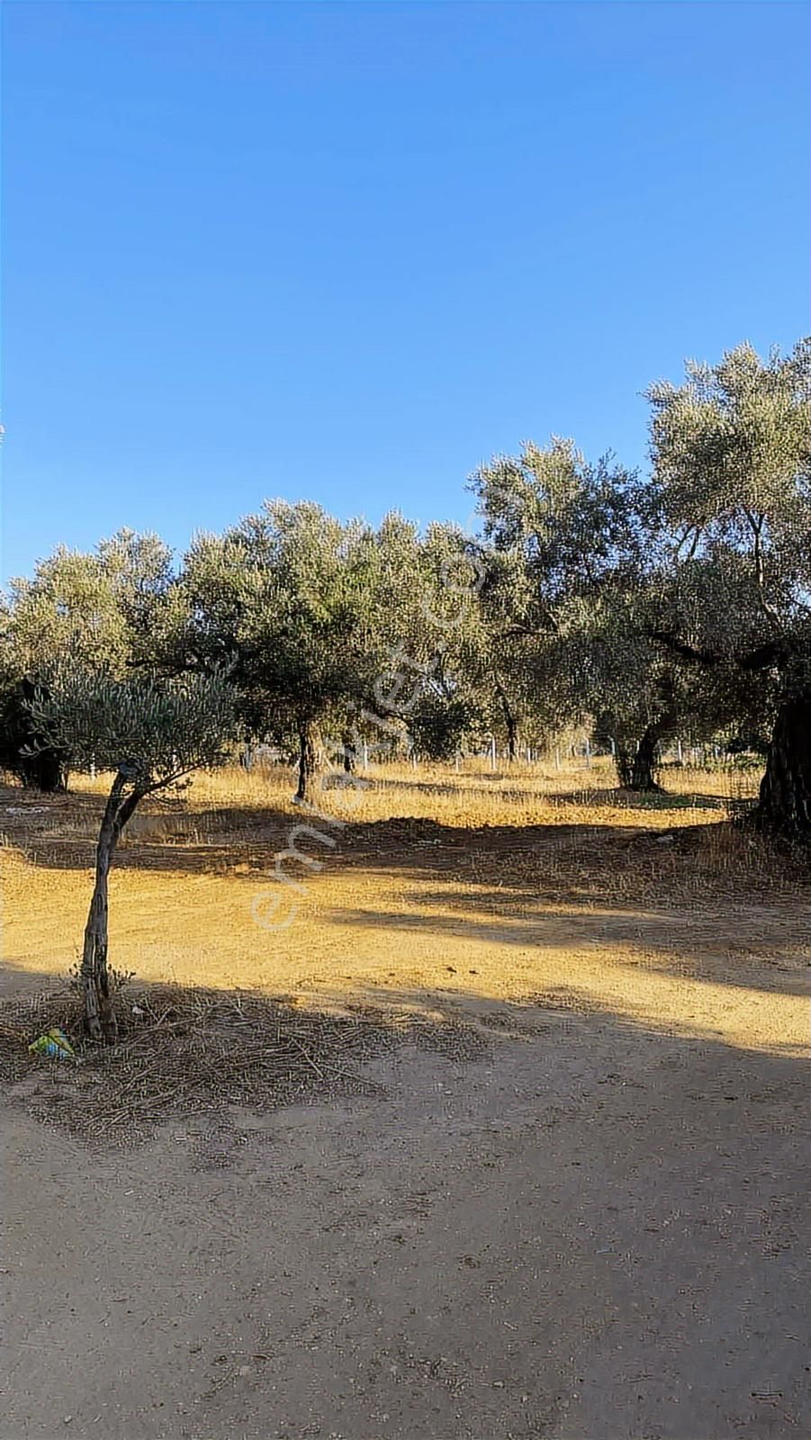 Divaland Gayrimenkulden İmara Yakın Bölgede Yatırım Fırsatı - Görsel 15