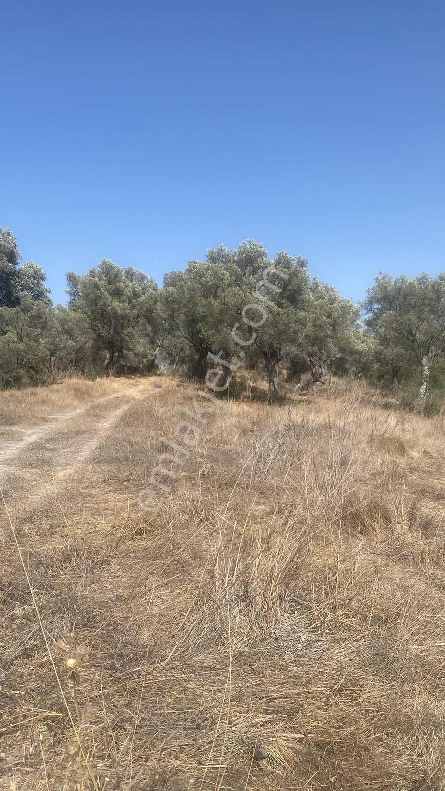 Milas Bozbükte Turizm Gelişimine Açık Bölgede 84 Dönüm Arazi - Görsel 8