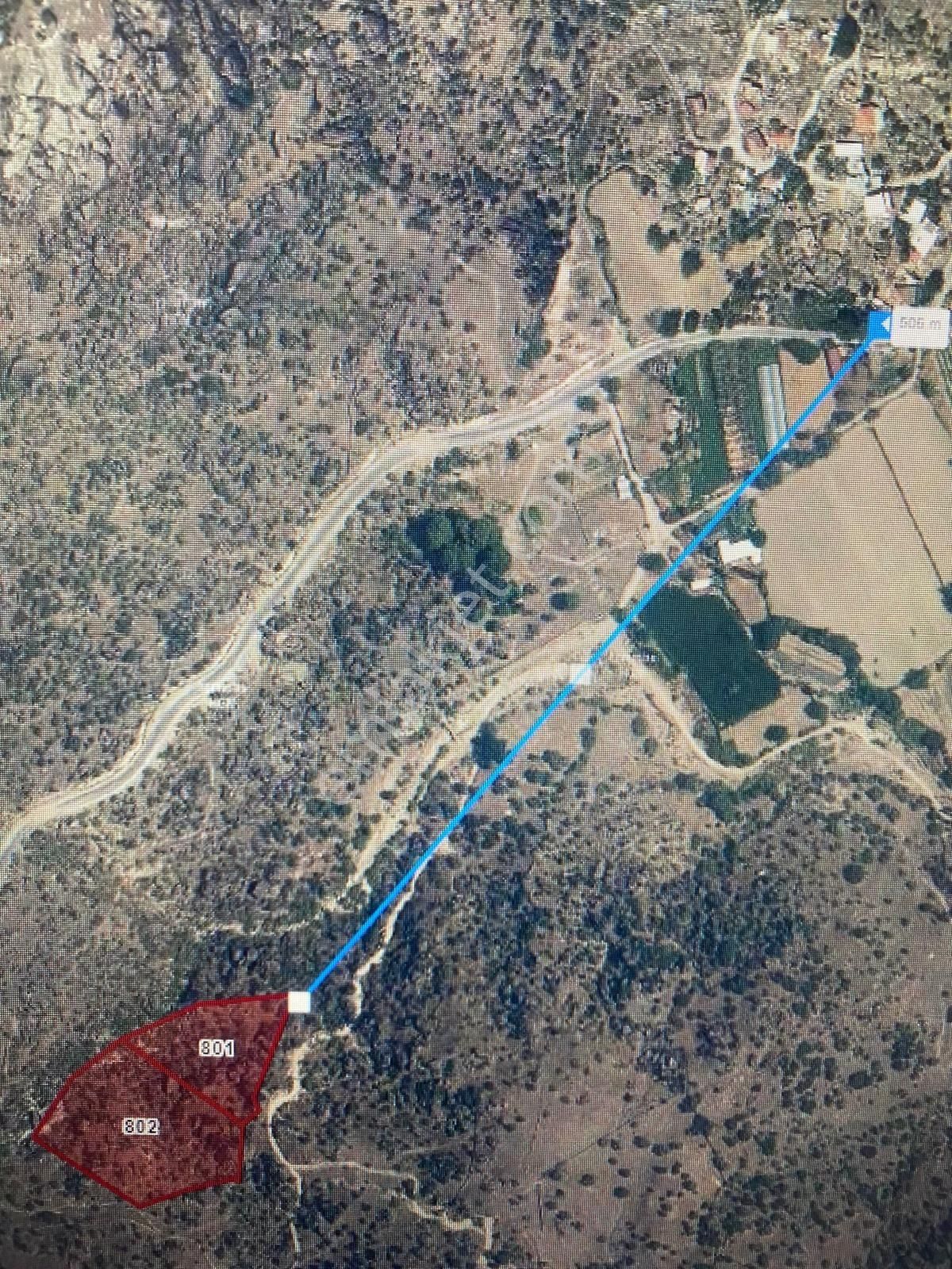 Aydın Karpuzlu'da Satılık Fırsat Zeytinlik - Görsel 10