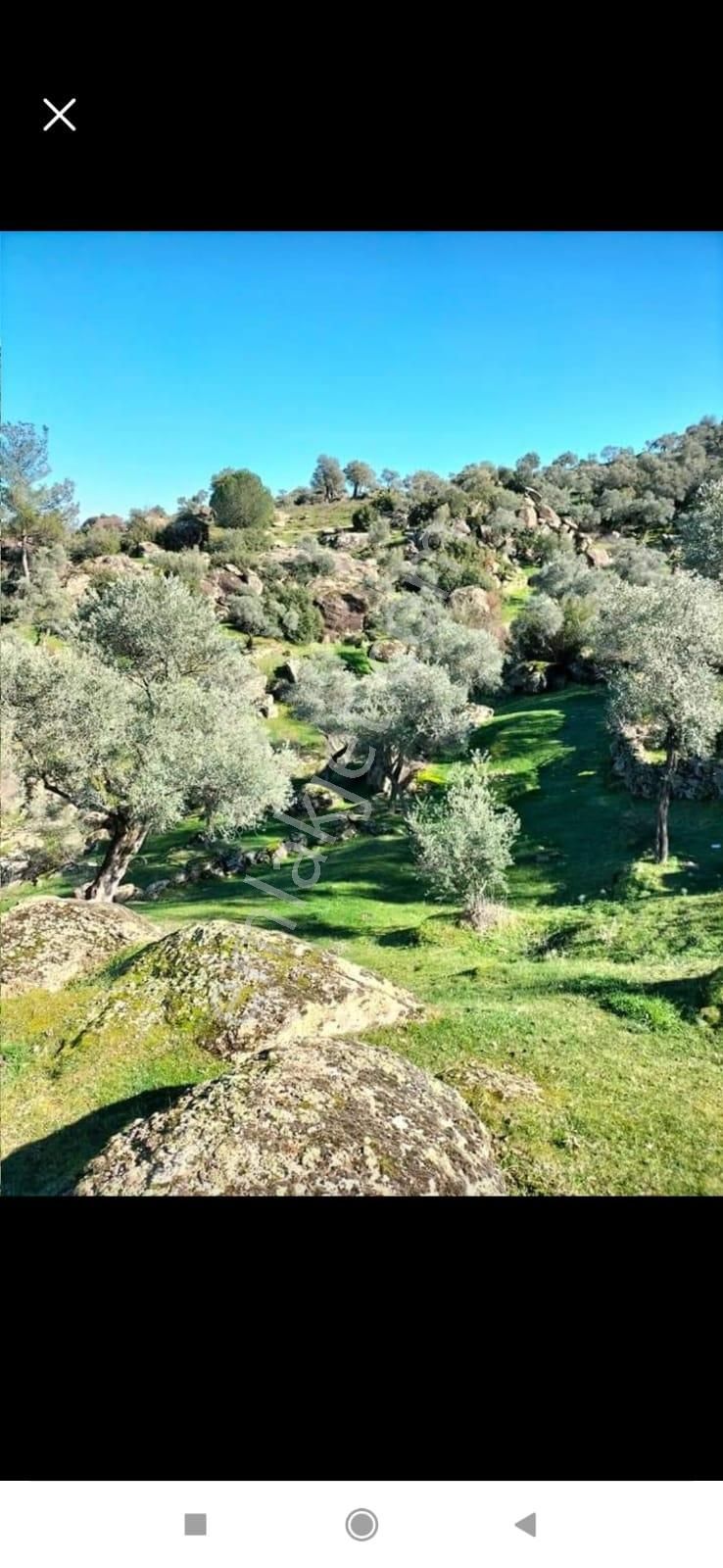 Aydın Karpuzlu'da Satılık Fırsat Zeytinlik - Görsel 9