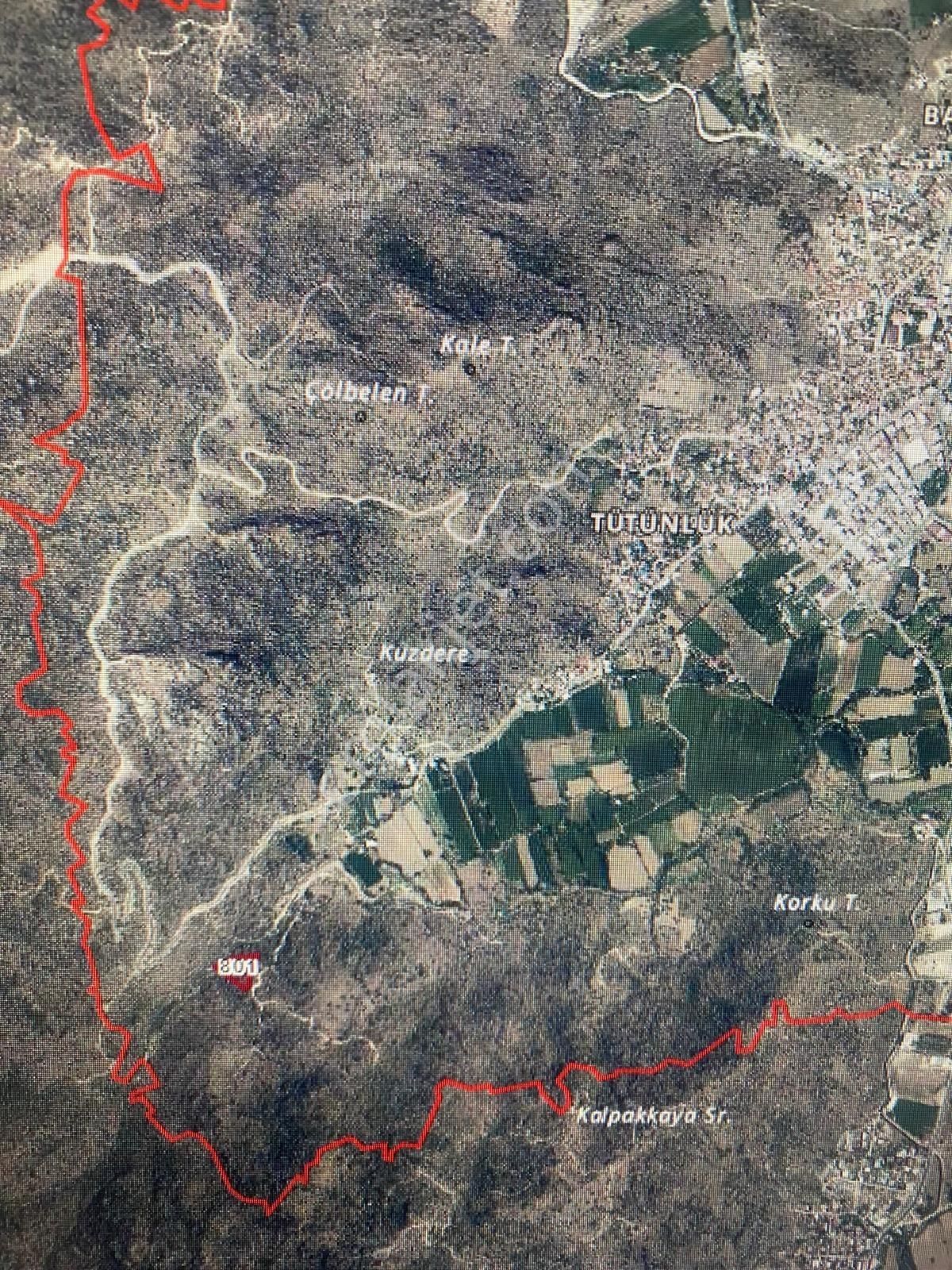 Aydın Karpuzlu'da Satılık Fırsat Zeytinlik