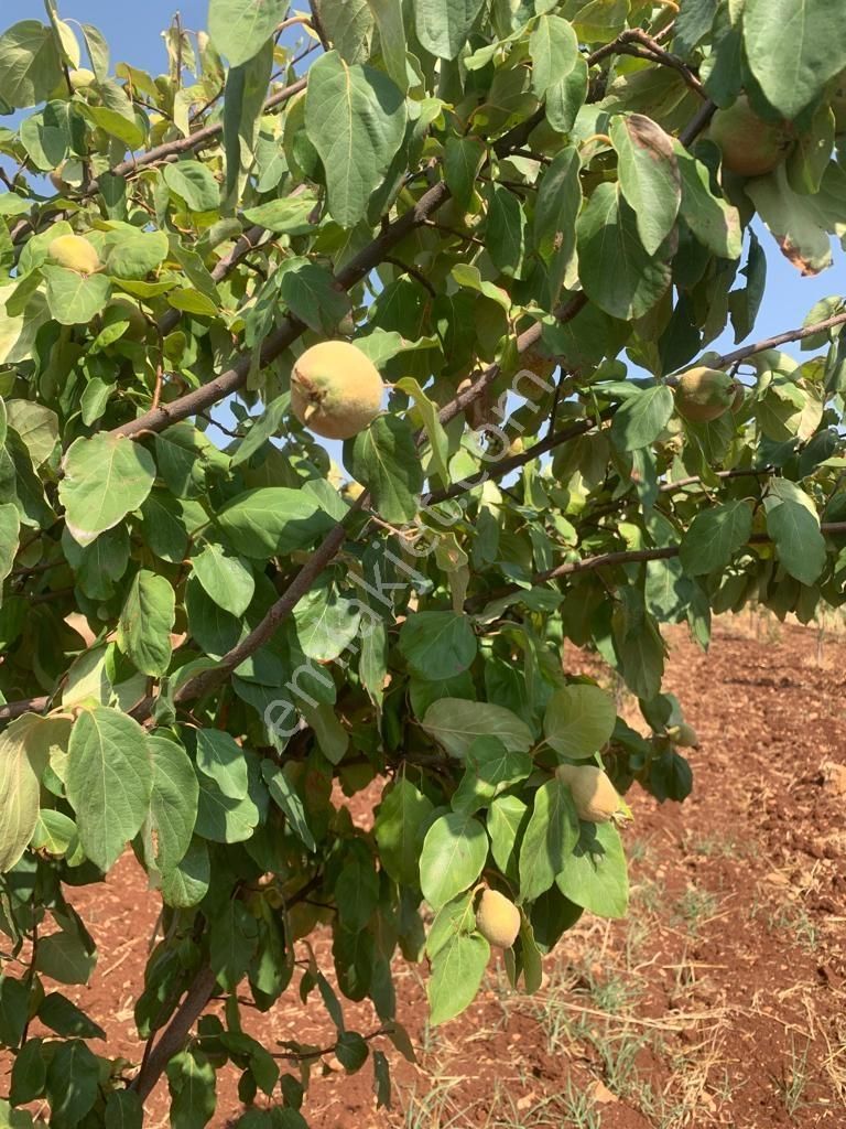 Mirhan Dan Sarıbaşakta Mükemmel Konumda Yatırıma Uygun Arazi - Görsel 6