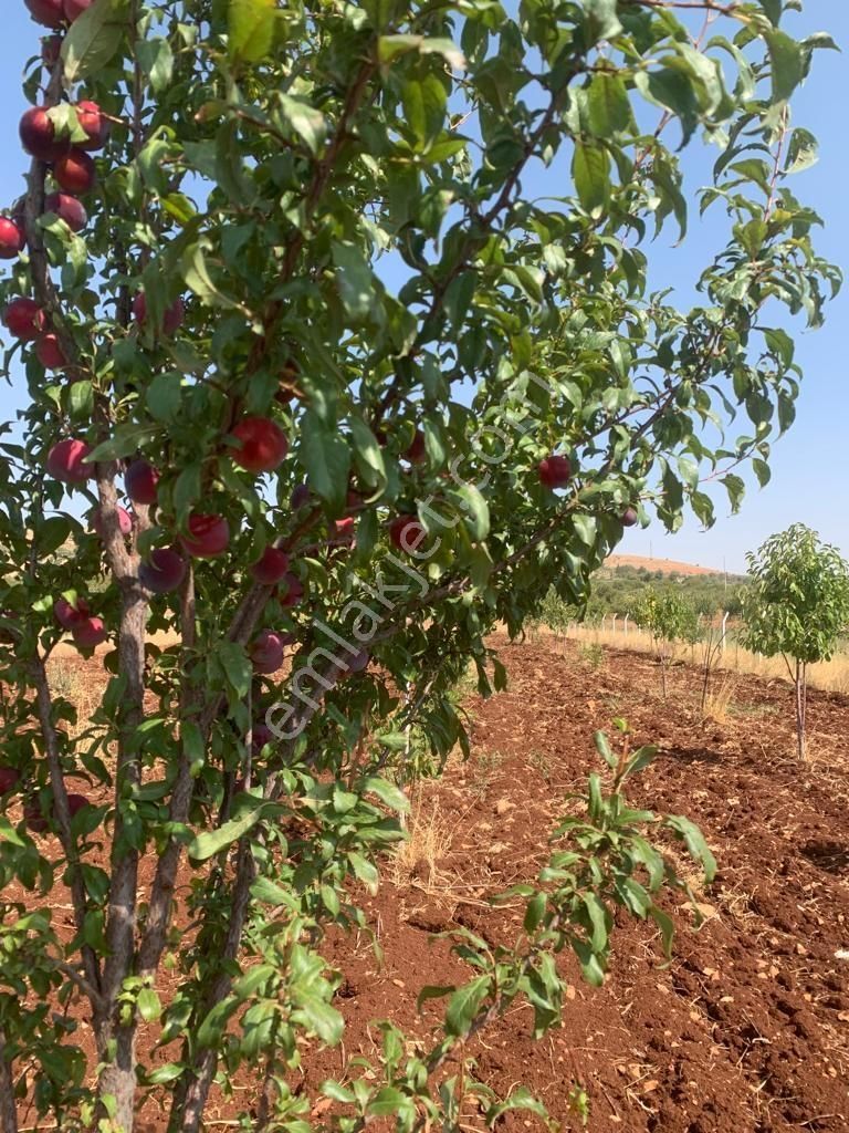 Mirhan Dan Sarıbaşakta Mükemmel Konumda Yatırıma Uygun Arazi - Görsel 12