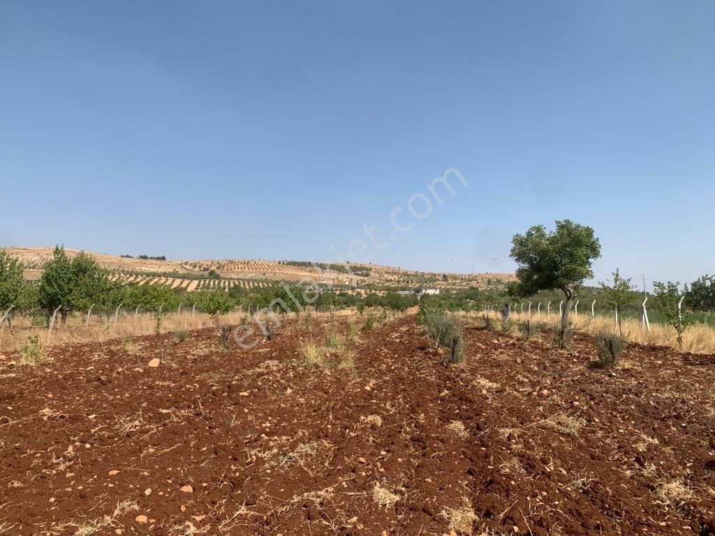 Mirhan Dan Sarıbaşakta Mükemmel Konumda Yatırıma Uygun Arazi - Görsel 3