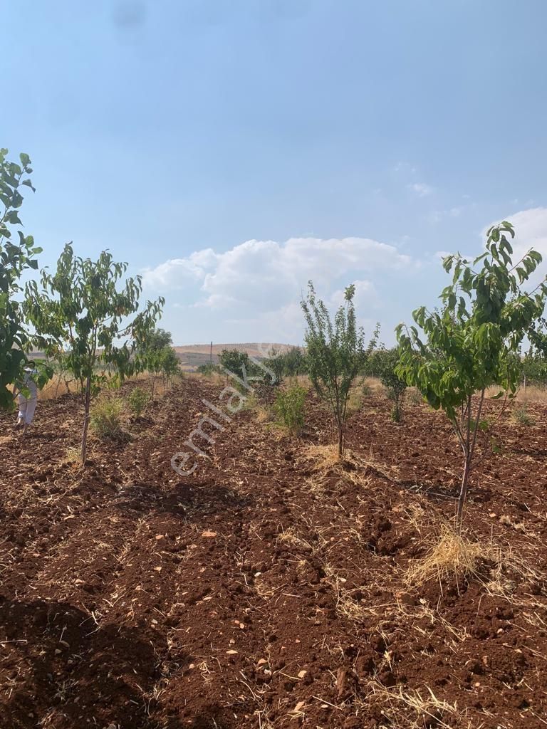 Mirhan Dan Sarıbaşakta Mükemmel Konumda Yatırıma Uygun Arazi - Görsel 4