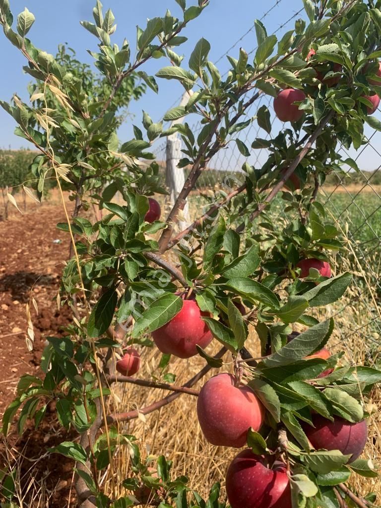 Mirhan Dan Sarıbaşakta Mükemmel Konumda Yatırıma Uygun Arazi