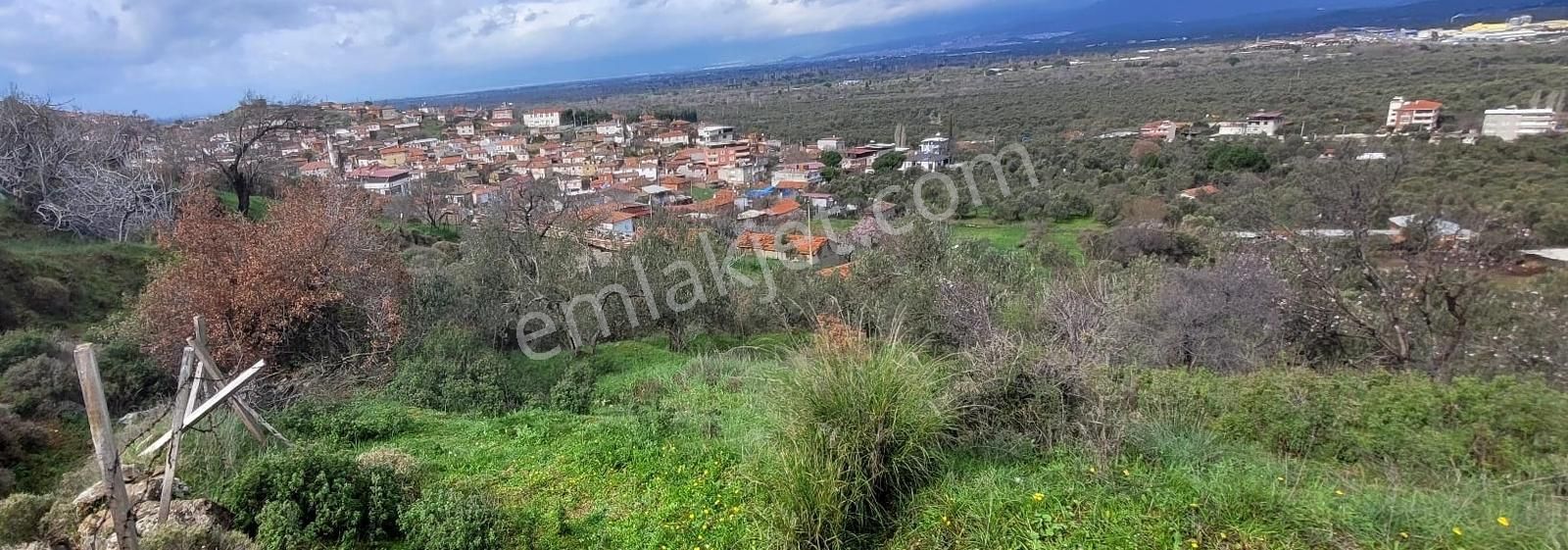 Havran Küçükdere Köy Dibinde Satılık Zeytinlik - Görsel 24