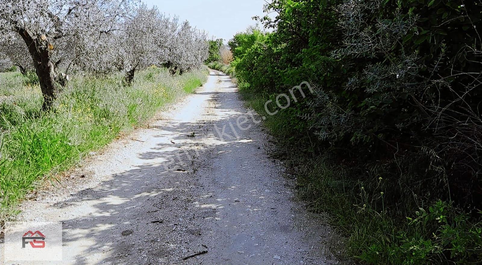 Kırkağaç İlyaslar Fahri Sertel Emlaktan Satılık Damlı Tarla - Görsel 13