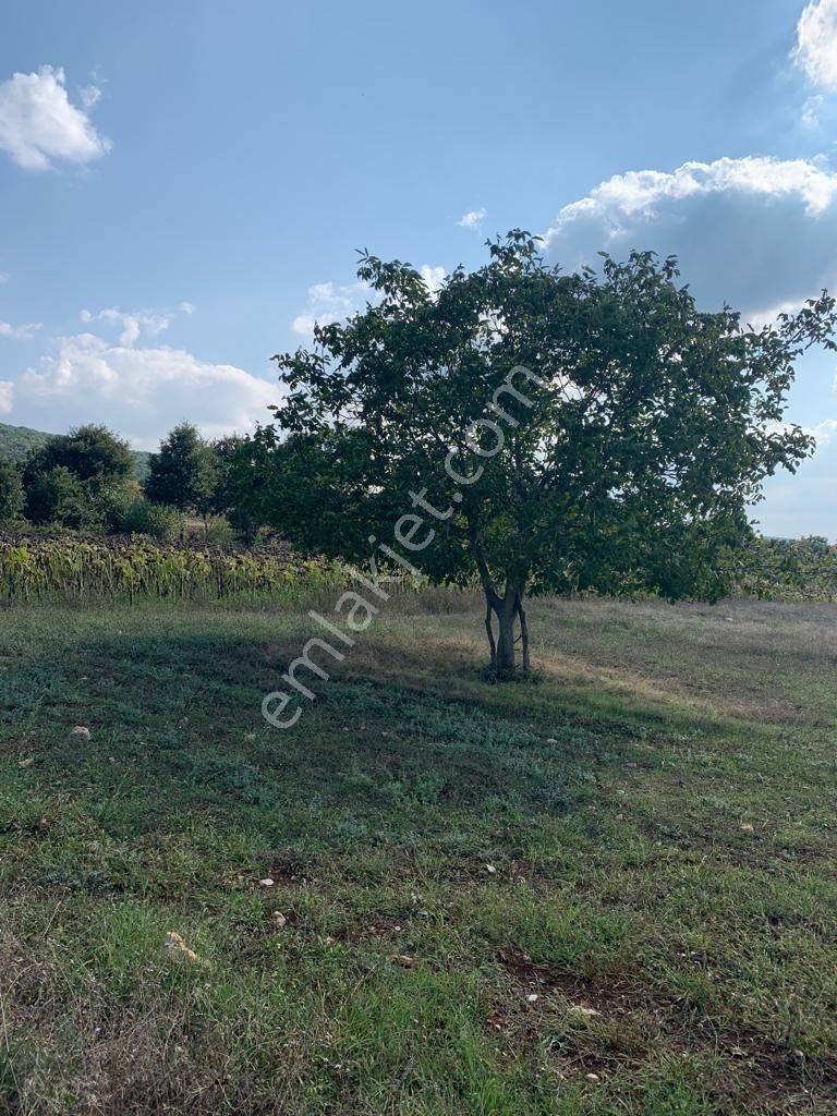 Ges Ve Çiftlik İçin İdeal Konum | 42.523 M² Güney Cepheli Arazi - Görsel 4