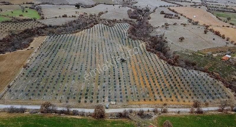 Salihli Poyraz'da Satılık 43.946 M² Zeytinlik - Görsel 11