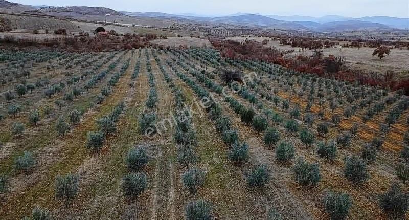 Salihli Poyraz'da Satılık 43.946 M² Zeytinlik - Görsel 12