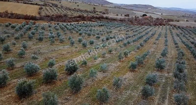 Salihli Poyraz'da Satılık 43.946 M² Zeytinlik - Görsel 8