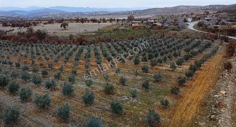 Salihli Poyraz'da Satılık 43.946 M² Zeytinlik - Görsel 21