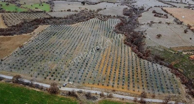 Salihli Poyraz'da Satılık 43.946 M² Zeytinlik - Görsel 5