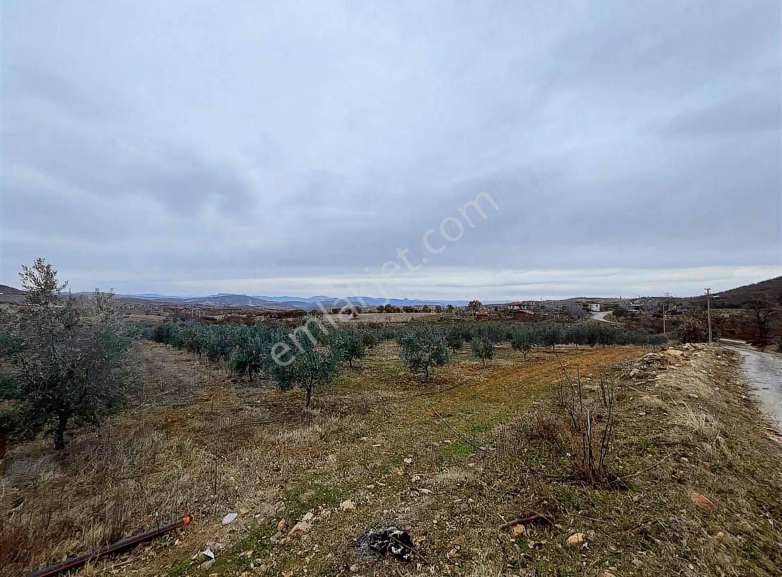 Salihli Poyraz'da Satılık 43.946 M² Zeytinlik - Görsel 20