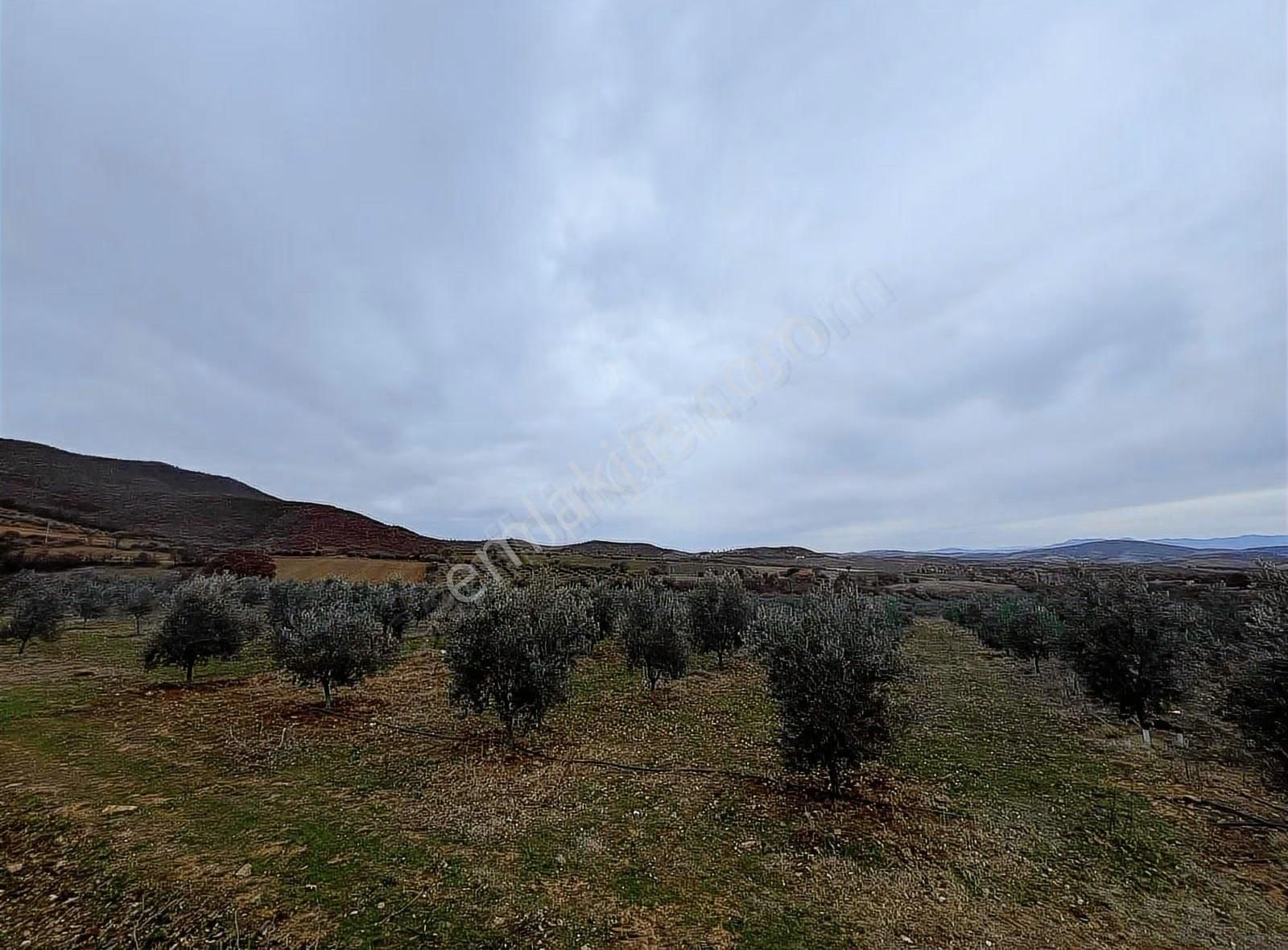 Salihli Poyraz'da Satılık 43.946 M² Zeytinlik - Görsel 16