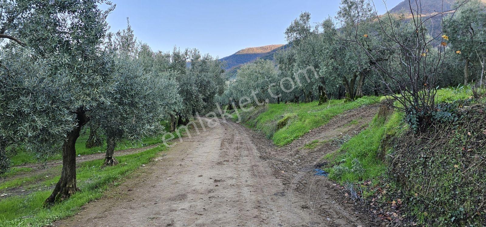 Orhangazi Heceler'de 896 M² Göl Manzaralı ,yol Cepheli Zeytinlik - Görsel 19