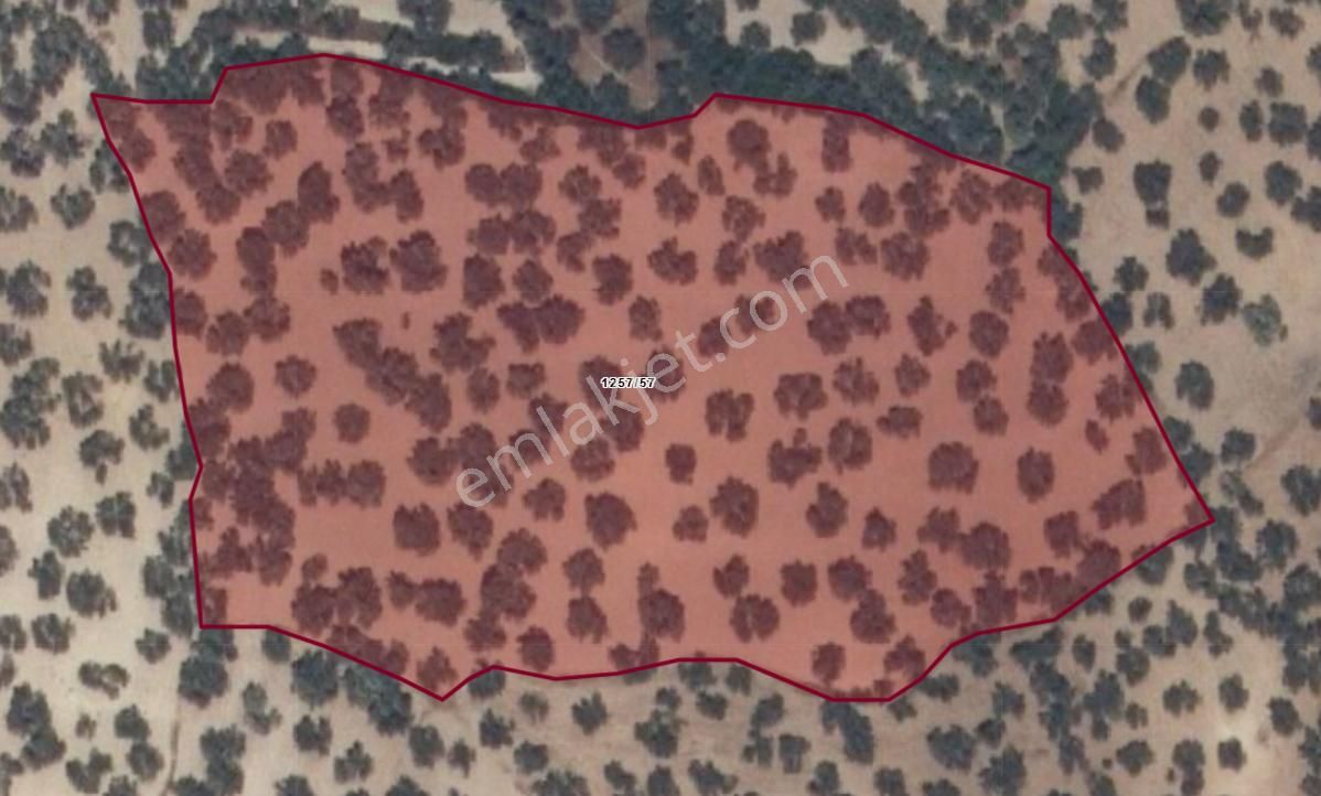 Ayvalık Fethiye Mahallesinde Satılık 14.649 Metrekare Zeytinlik - Görsel 10