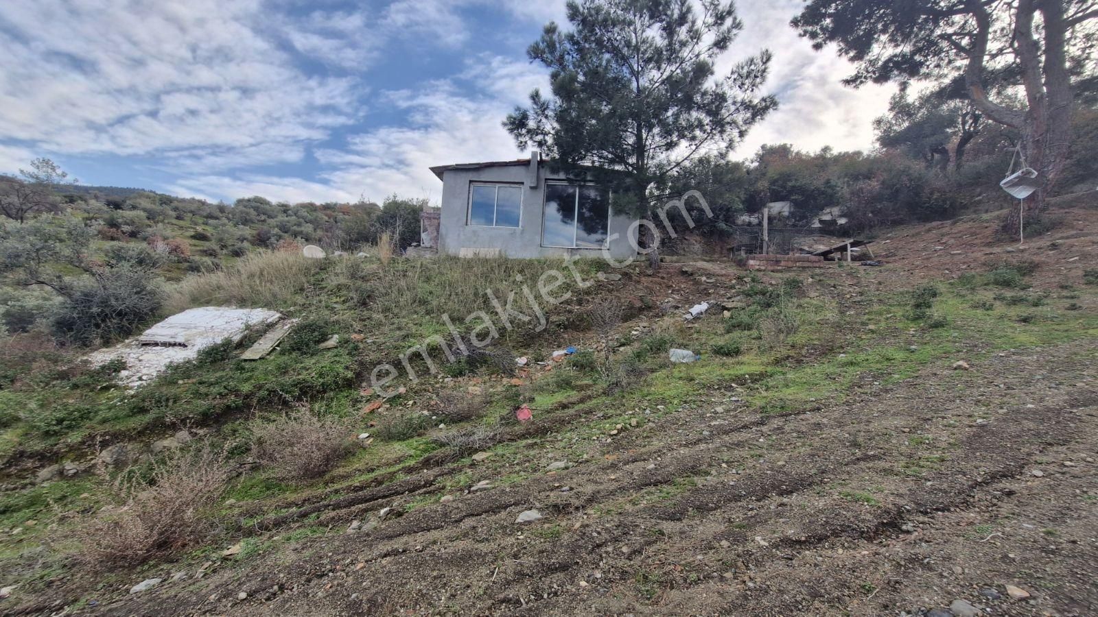 Kemalapaşa Bağyurdu Satılık 4.113 M² Tek Tapu Evi Olan Zeytinlik - Görsel 4