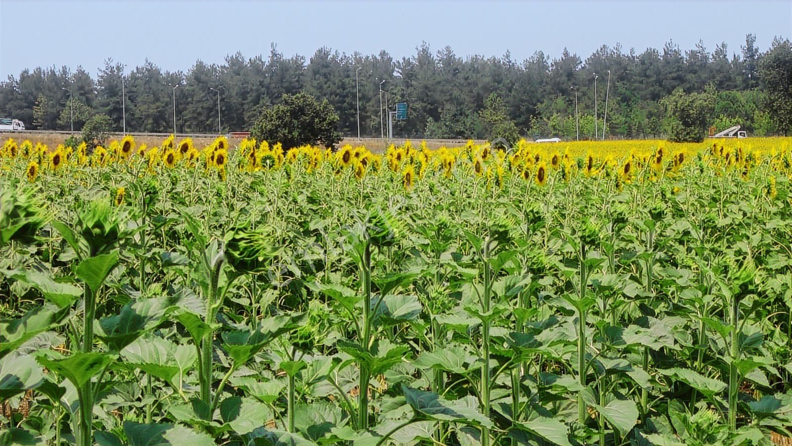 Görükle Kavşağına Ve İzmir Yoluna Yakın 1225 M2 Arazi - Görsel 25