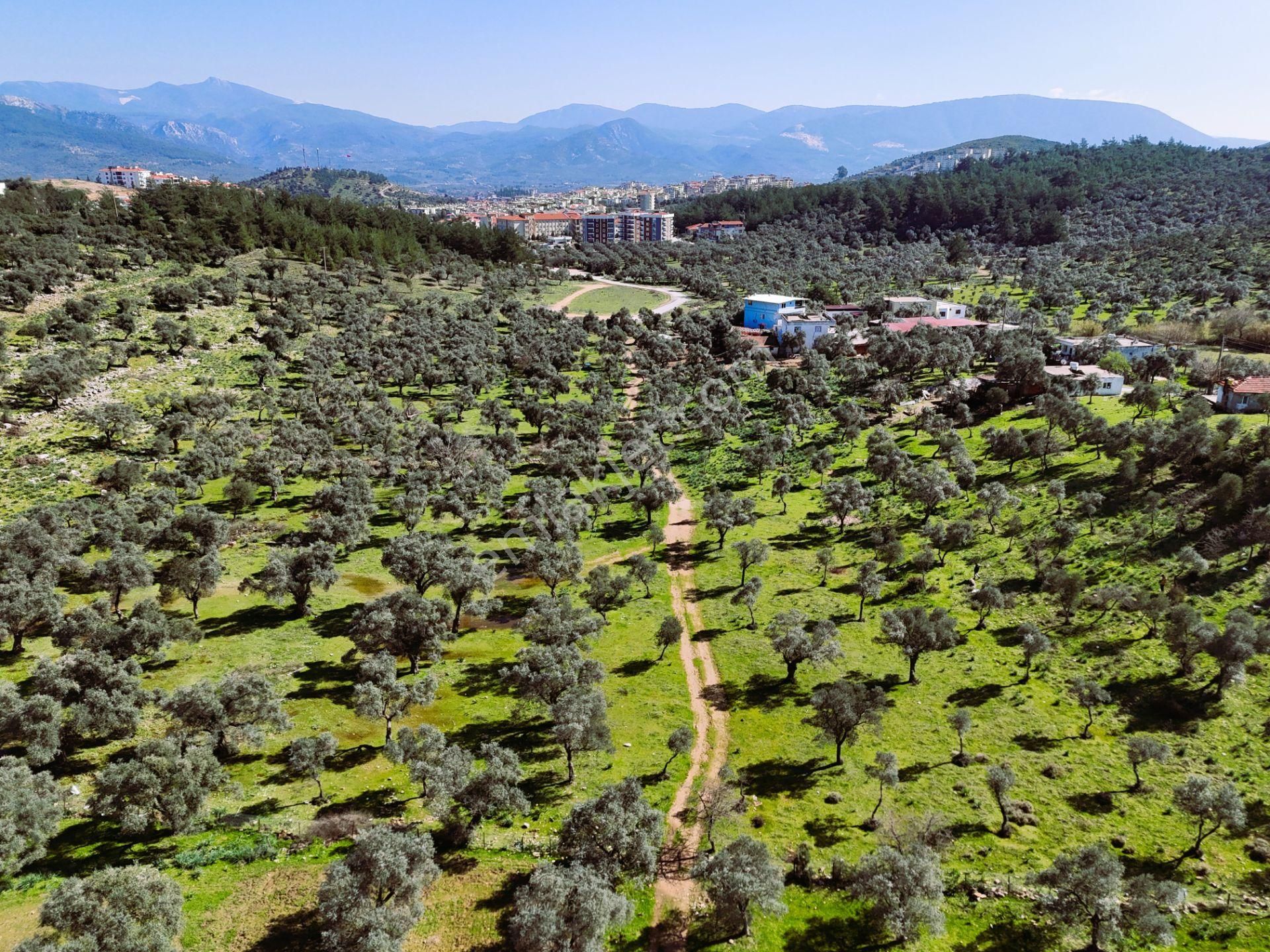 Milas Burgaz’da İmara Komşu 8.815 M² Yatırımlık Arazi - Görsel 23