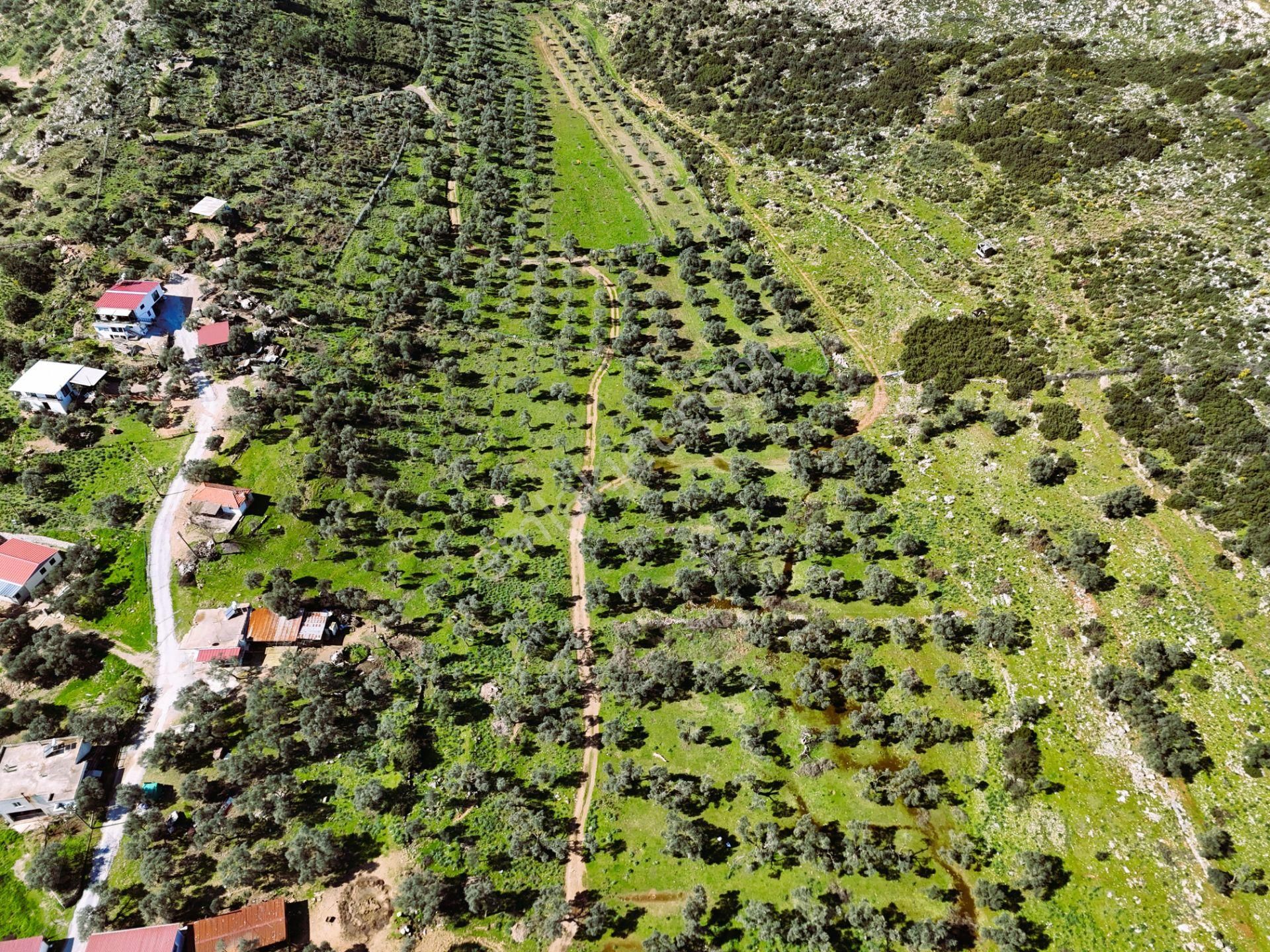 Milas Burgaz’da İmara Komşu 8.815 M² Yatırımlık Arazi - Görsel 13