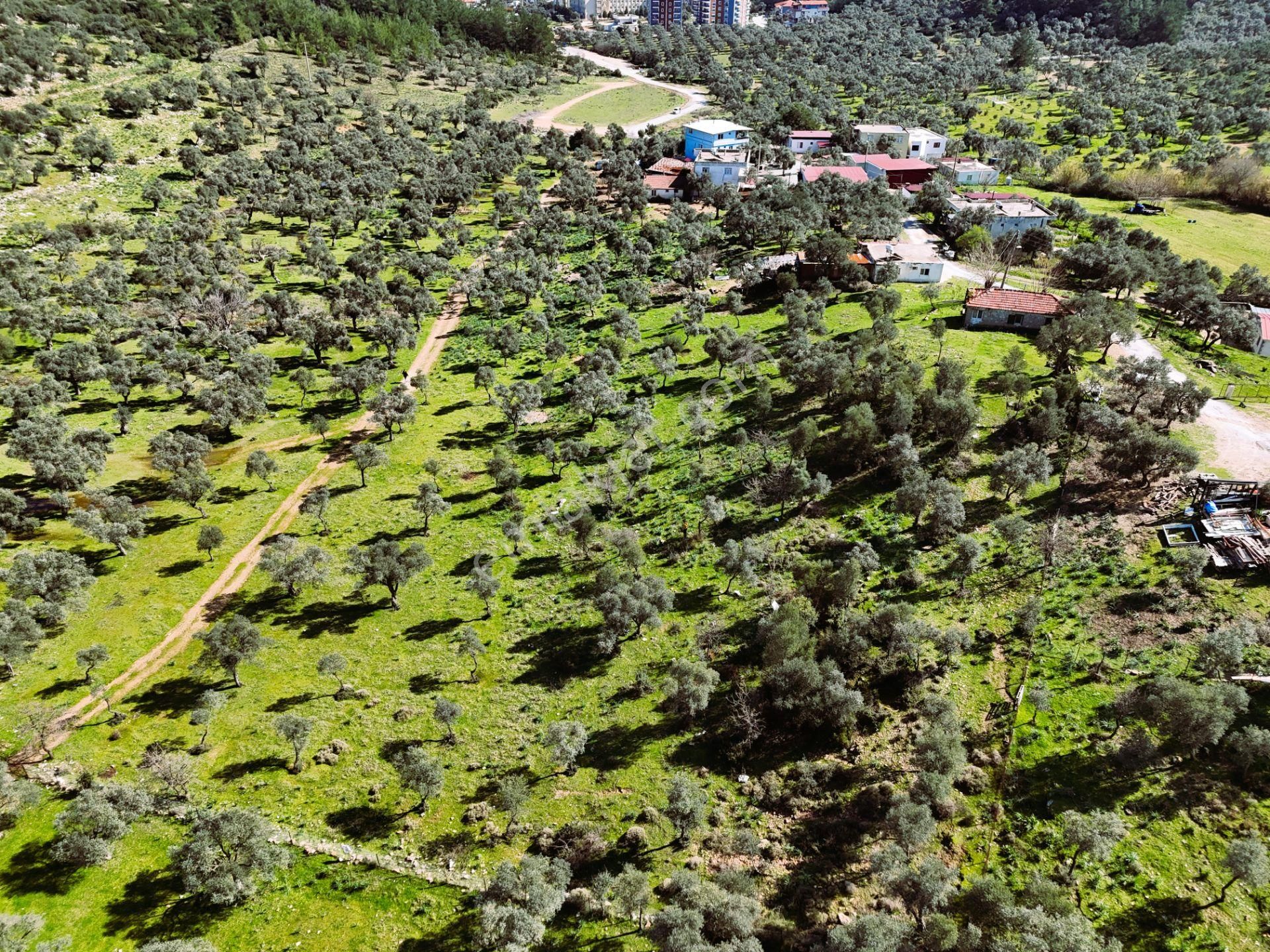 Milas Burgaz’da İmara Komşu 8.815 M² Yatırımlık Arazi - Görsel 2