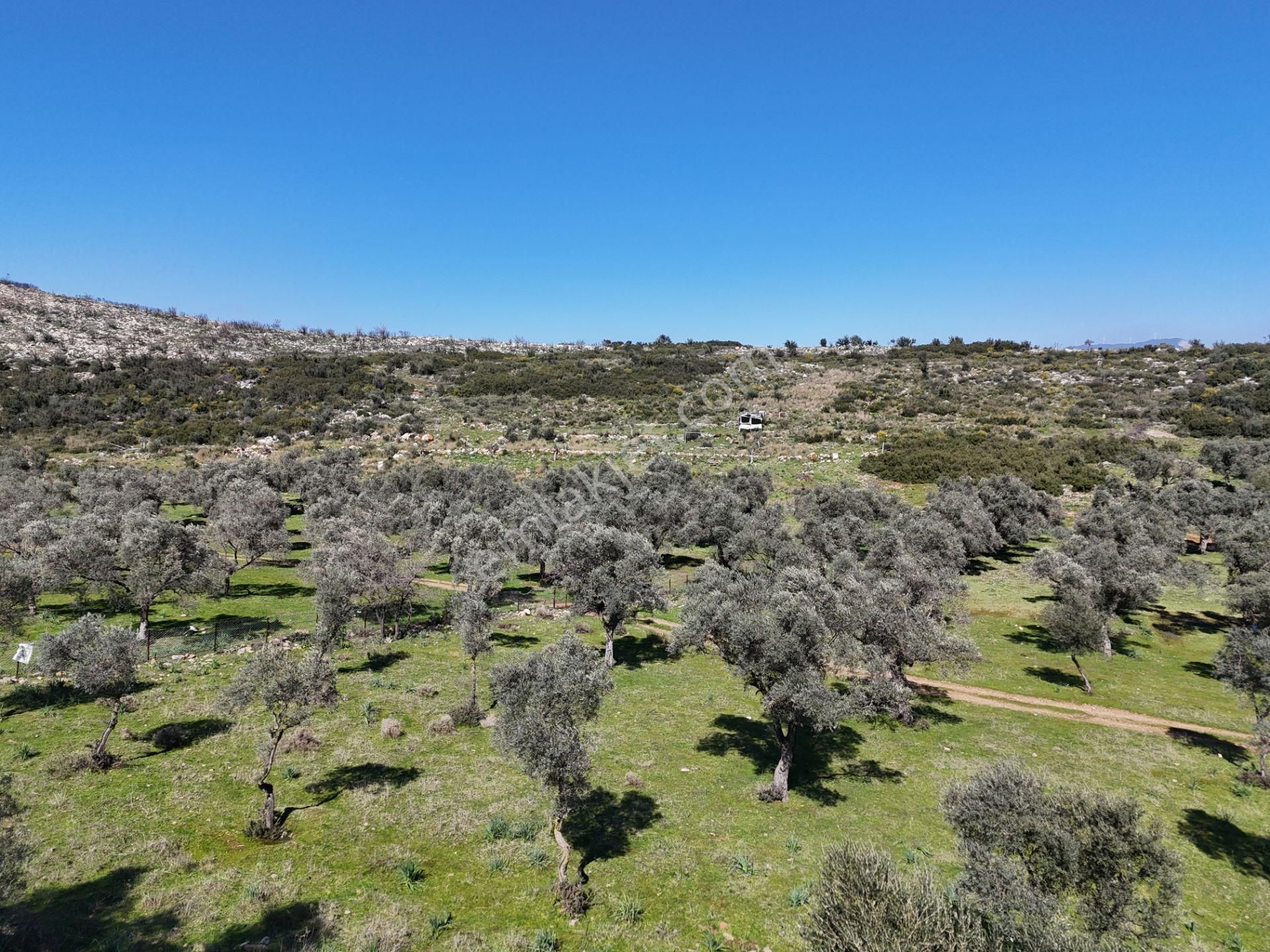 Milas Burgaz’da İmara Komşu 8.815 M² Yatırımlık Arazi - Görsel 21