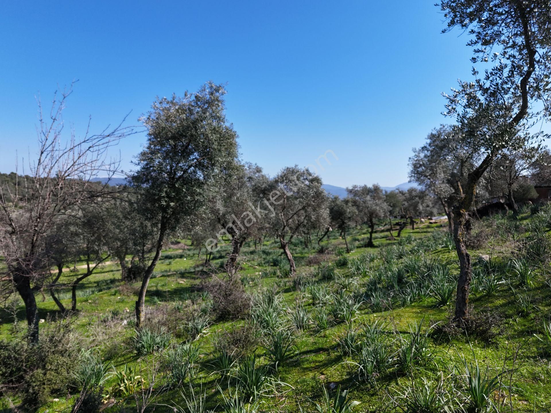 Milas Burgaz’da İmara Komşu 8.815 M² Yatırımlık Arazi - Görsel 20