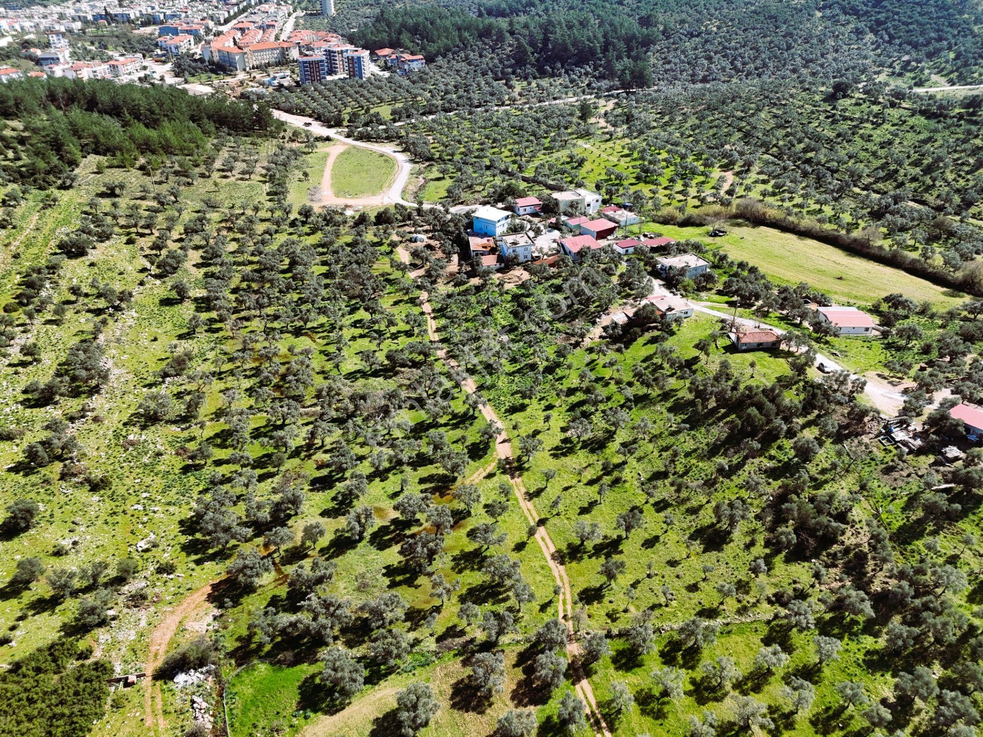 Milas Burgaz’da İmara Komşu 8.815 M² Yatırımlık Arazi - Görsel 4