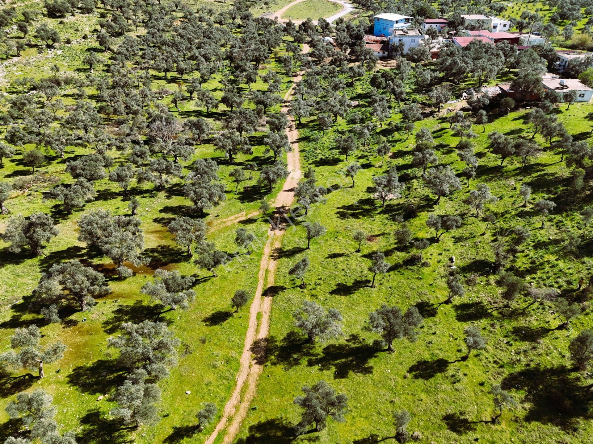 Milas Burgaz’da İmara Komşu 8.815 M² Yatırımlık Arazi - Görsel 17