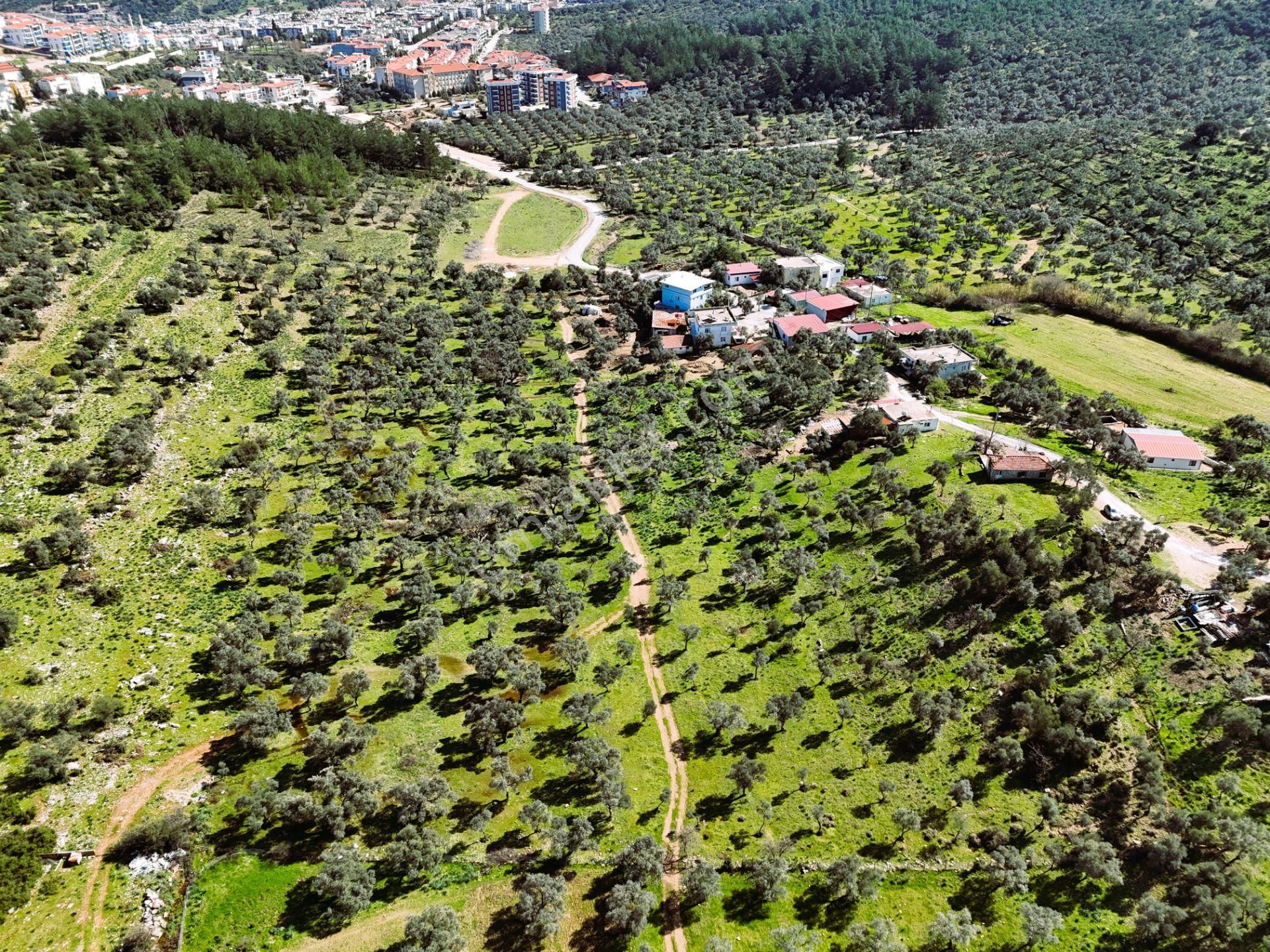 Milas Burgaz’da İmara Komşu 8.815 M² Yatırımlık Arazi - Görsel 3