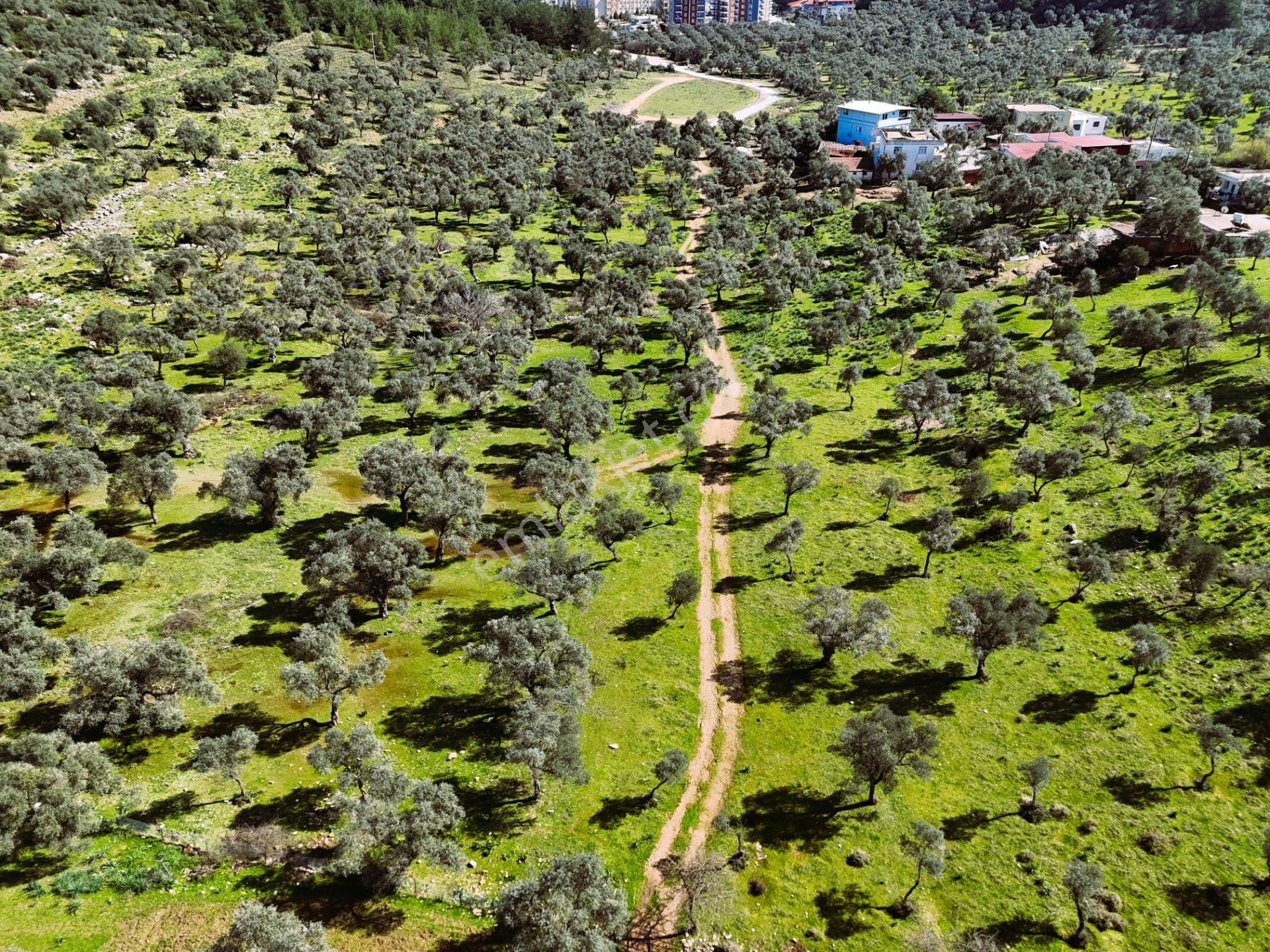 Milas Burgaz’da İmara Komşu 8.815 M² Yatırımlık Arazi - Görsel 18