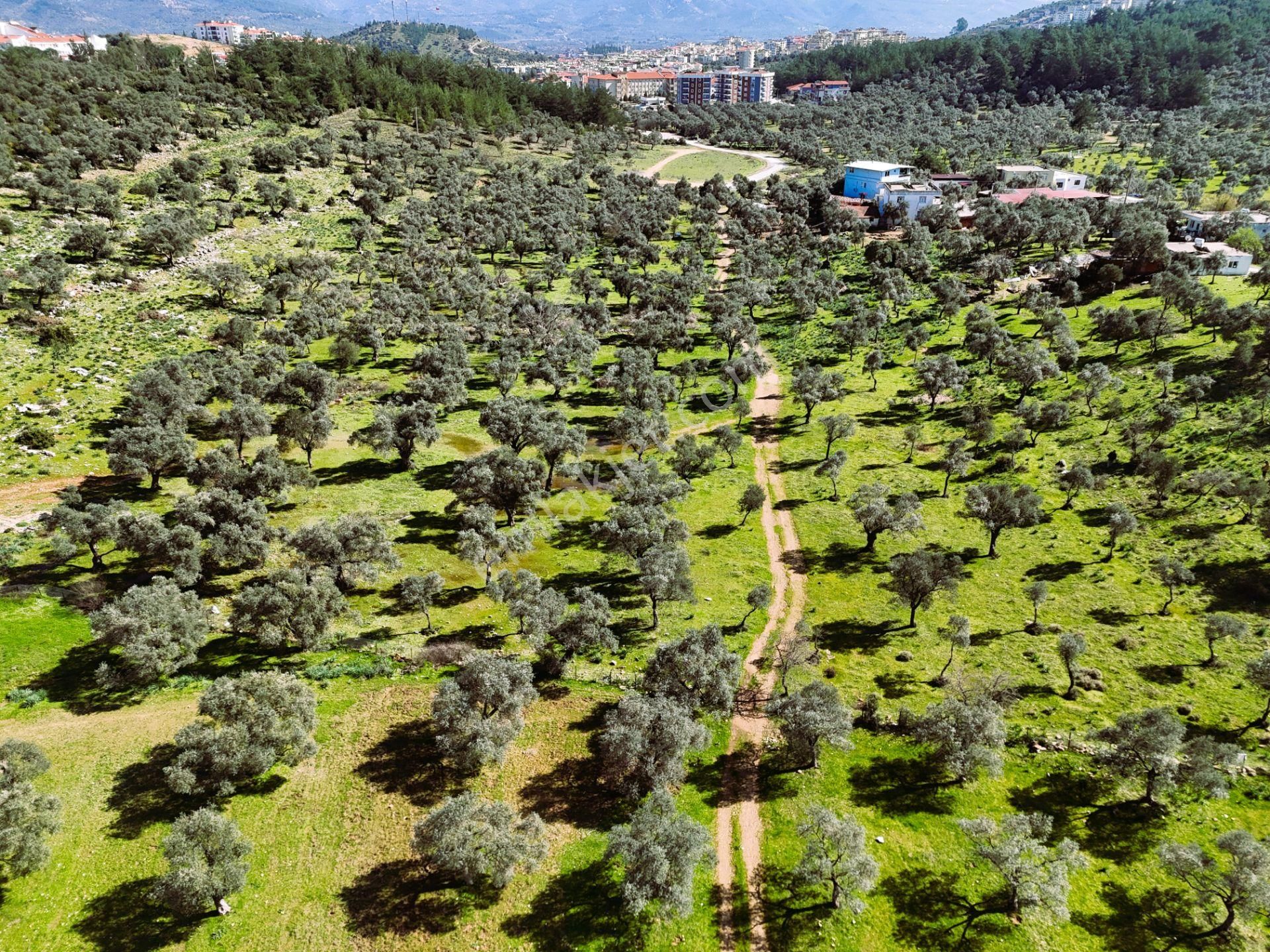 Milas Burgaz’da İmara Komşu 8.815 M² Yatırımlık Arazi - Görsel 22