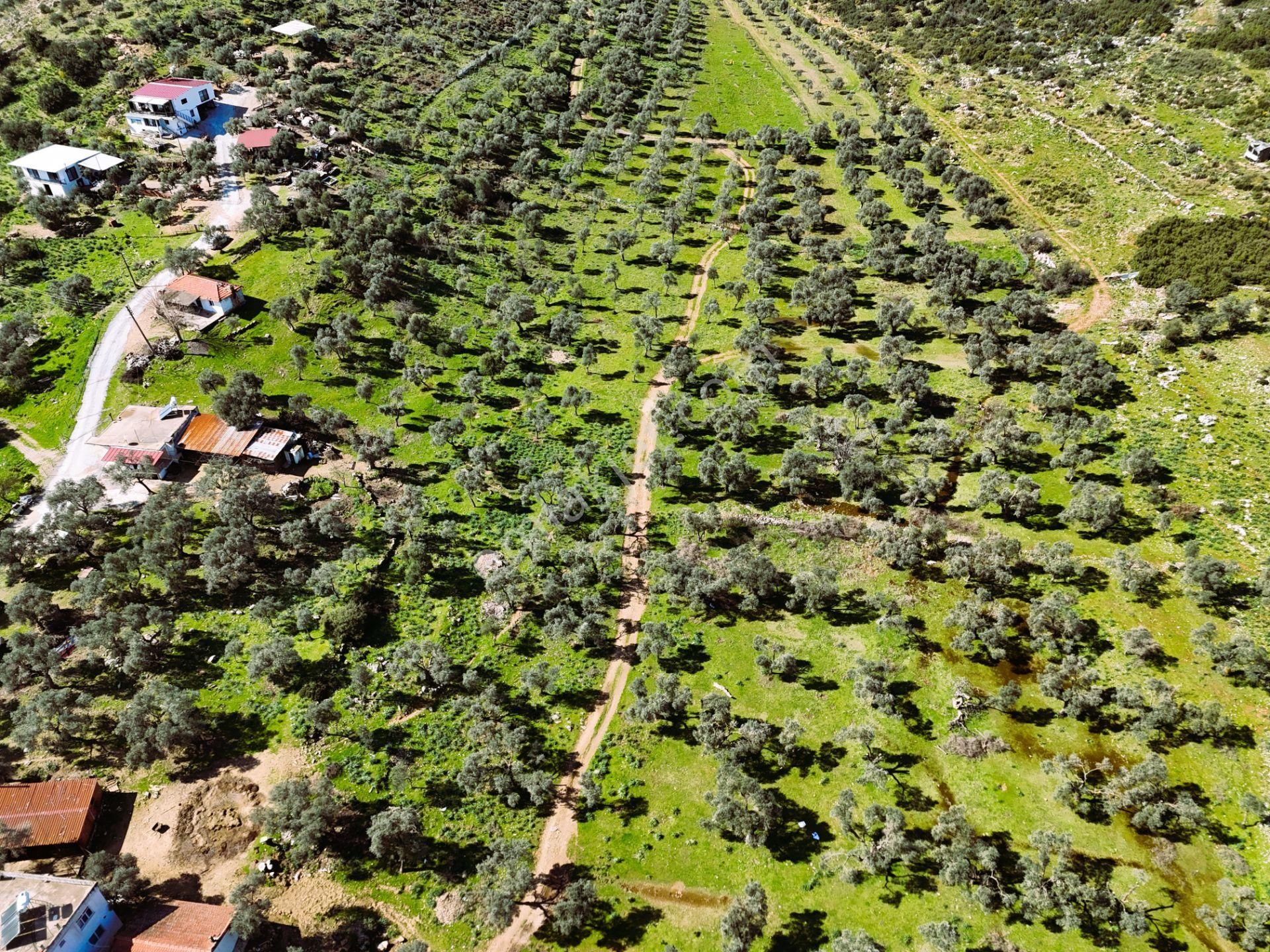 Milas Burgaz’da İmara Komşu 8.815 M² Yatırımlık Arazi - Görsel 15