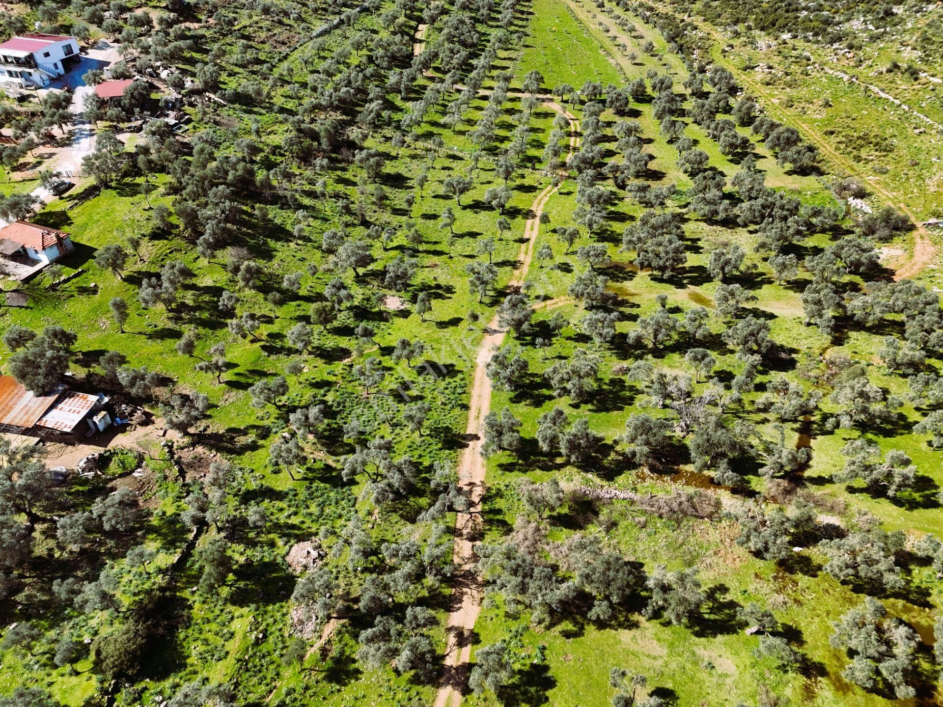 Milas Burgaz’da İmara Komşu 8.815 M² Yatırımlık Arazi - Görsel 16