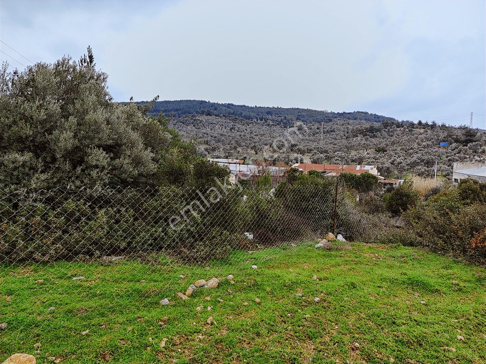 Zeytinlik Ve Bahçe Satılık