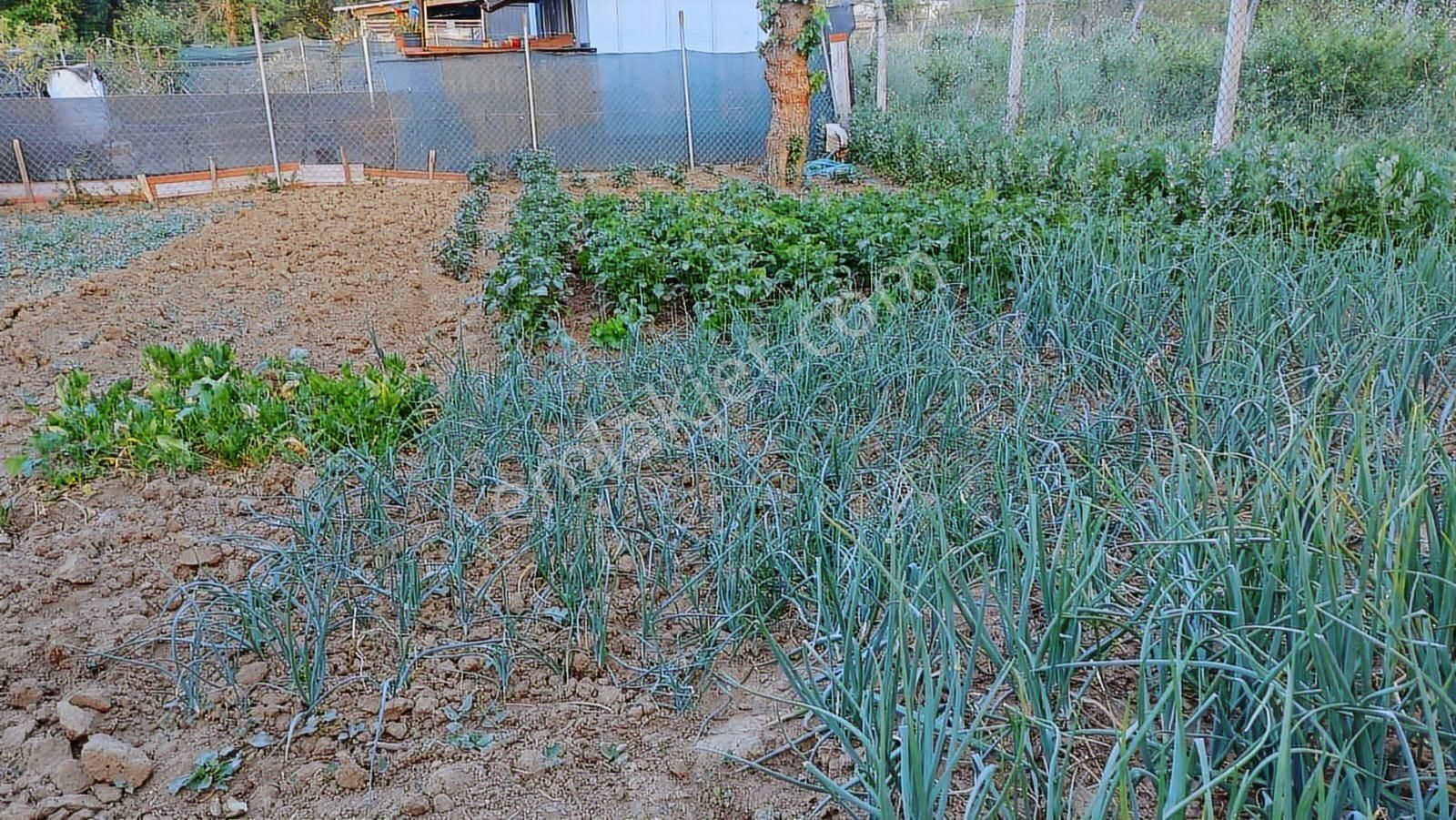 Kayapada Resmi Kadastro Yoluna Cephe 170 M2 Kiralık Hobi Bahçesi - Görsel 24