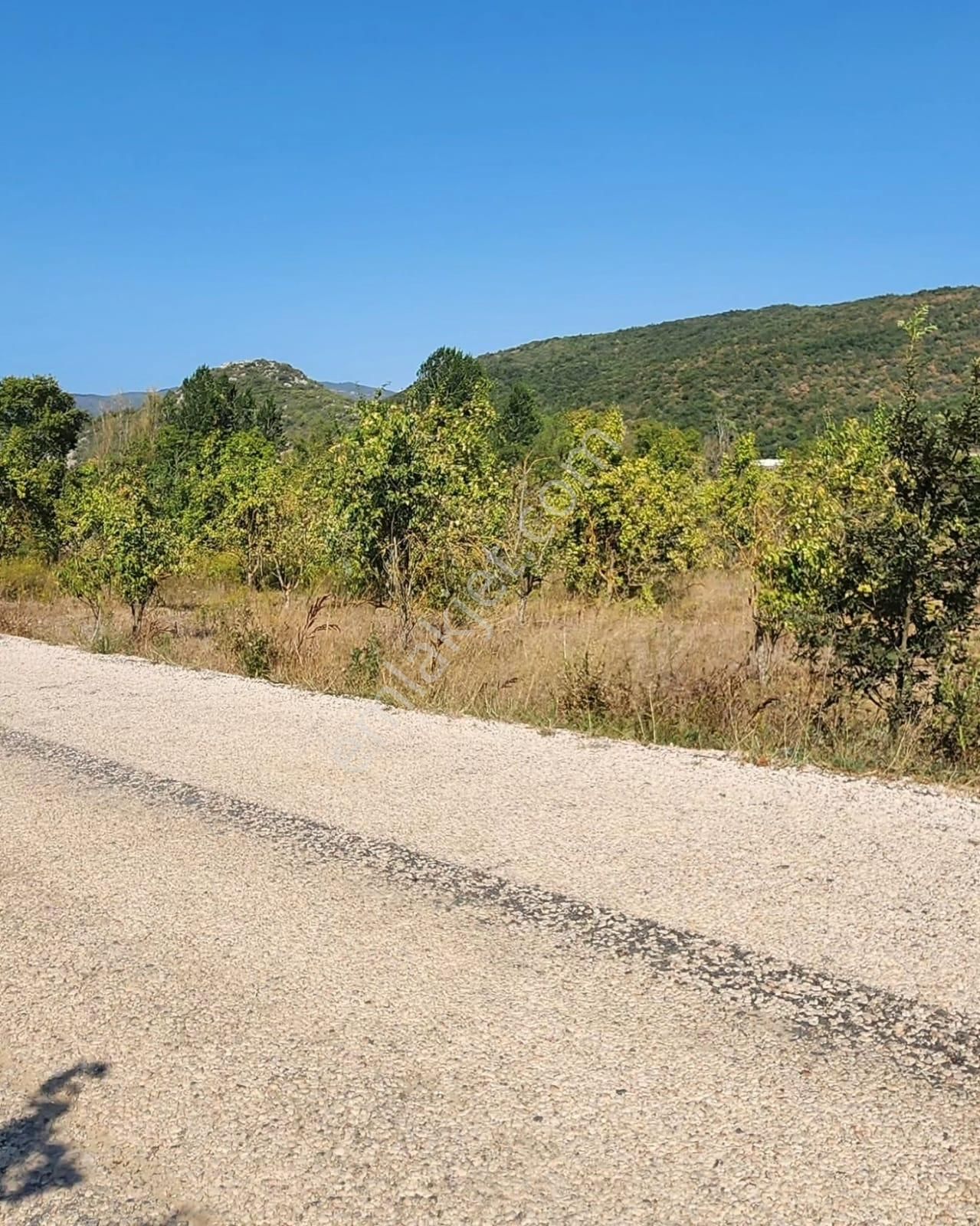 Özlem Emlaktan Satılık Tarlalar (burcun Mah.- Yenişehir) - Görsel 3