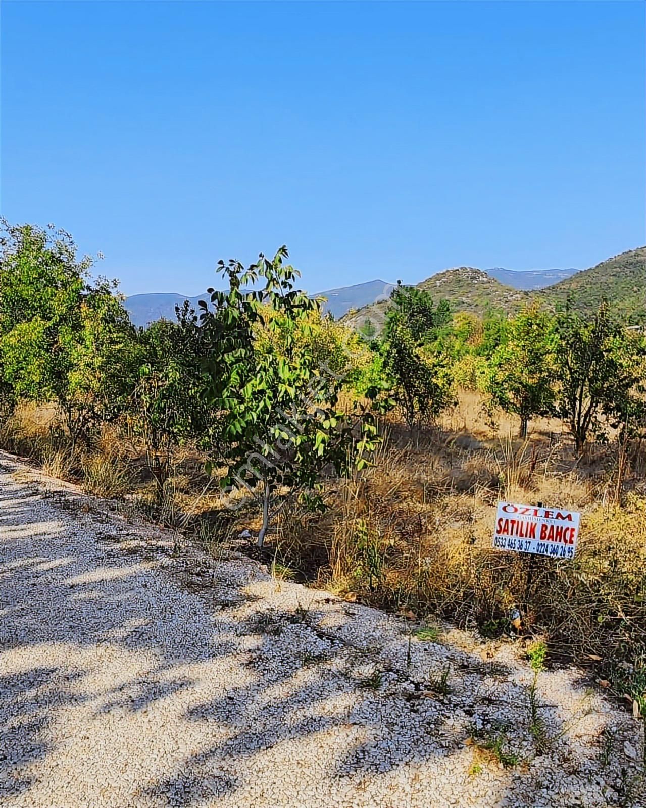 Özlem Emlaktan Satılık Tarlalar (burcun Mah.- Yenişehir) - Görsel 2