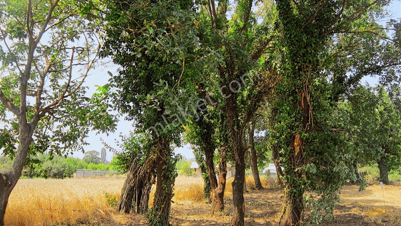 Kayapa Da Kadastro Yoluna Cephe 515 Tek Tapu Hobi Bahçesi - Görsel 17