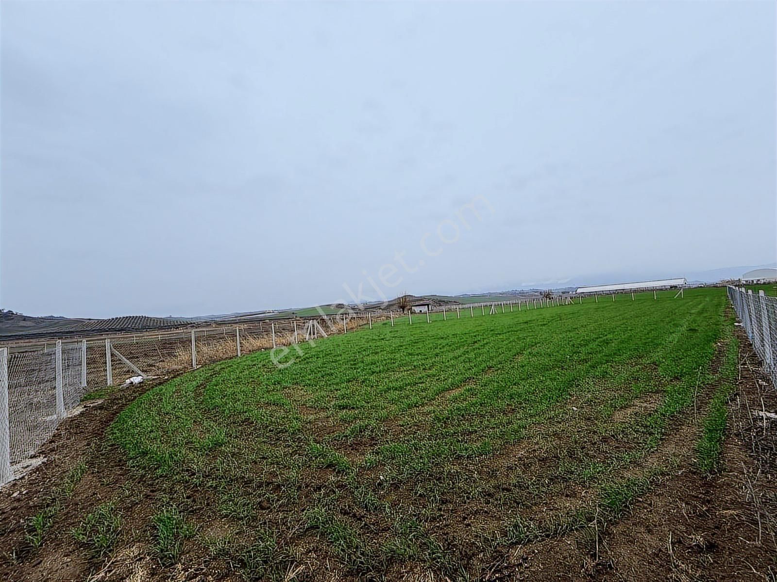 Karaisalı Kuzgun Çakıt Mevkiinde Satılık 1800 Metrekare Hisse - Görsel 2