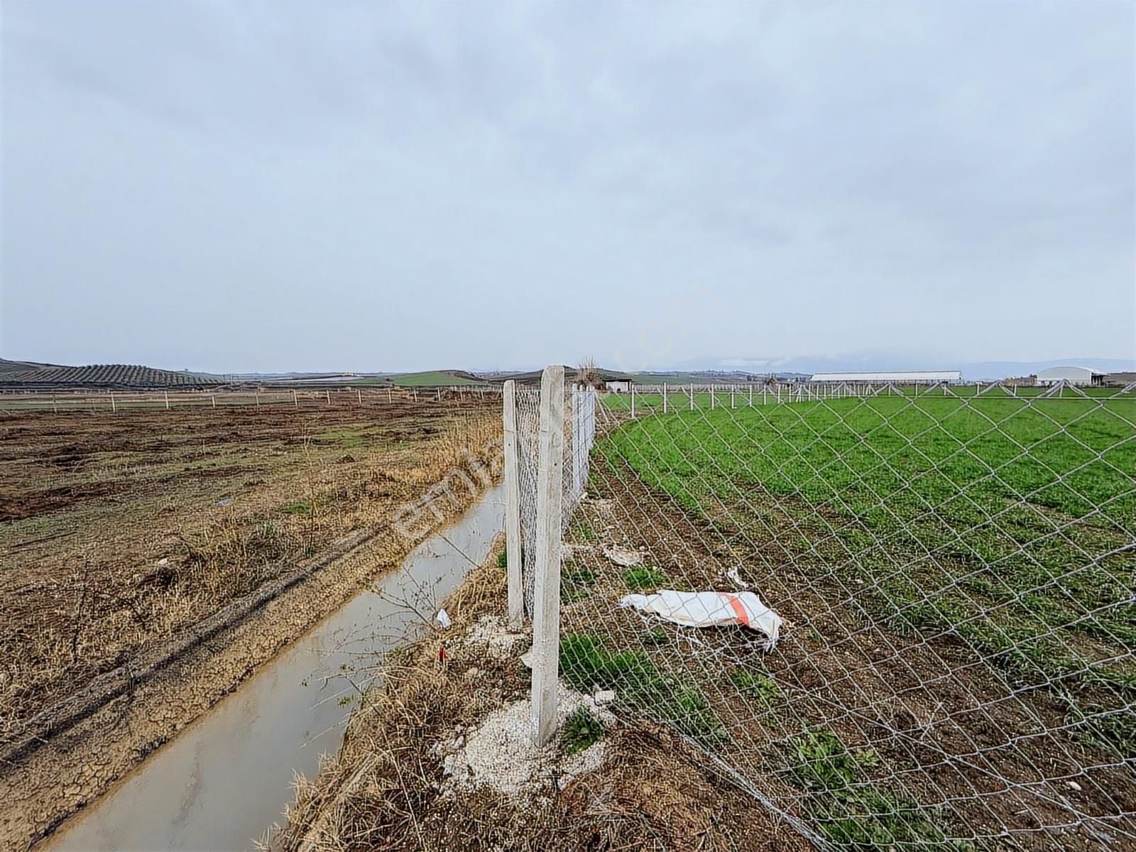 Karaisalı Kuzgun Çakıt Mevkiinde Satılık 1800 Metrekare Hisse - Görsel 6