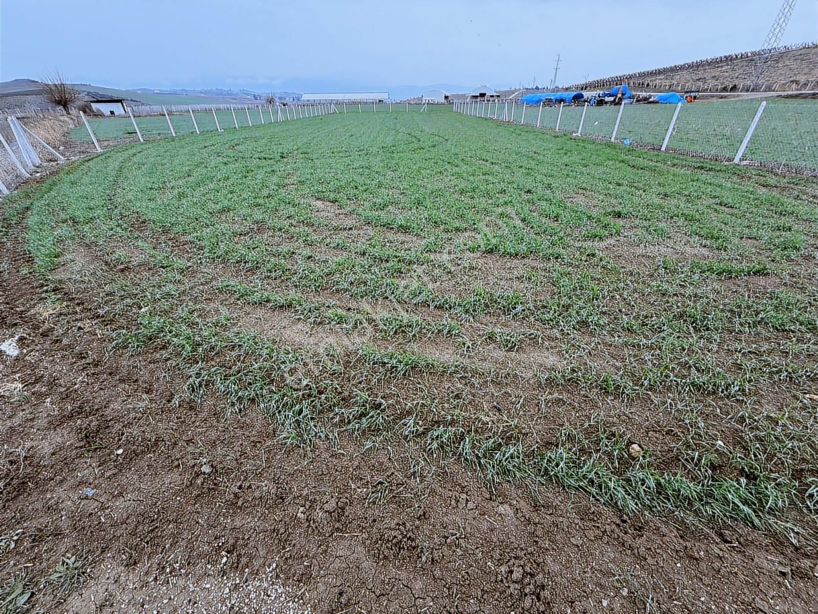 Karaisalı Kuzgun Çakıt Mevkiinde Satılık 1800 Metrekare Hisse - Görsel 7