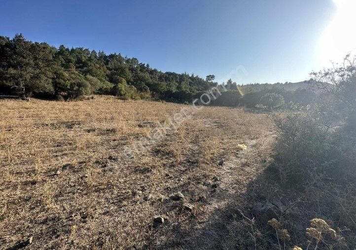 Çanakkale Merkez Haliloğlu Köyünde Yola Cepheli 8 Dönüm Satılık Tarla - Görsel 9
