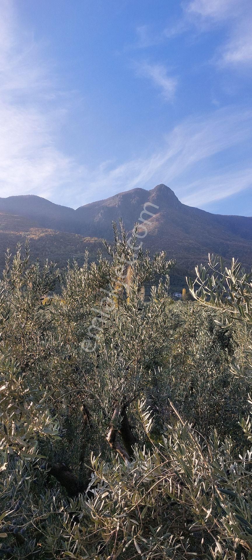 Zeytinlik Koye Yakin