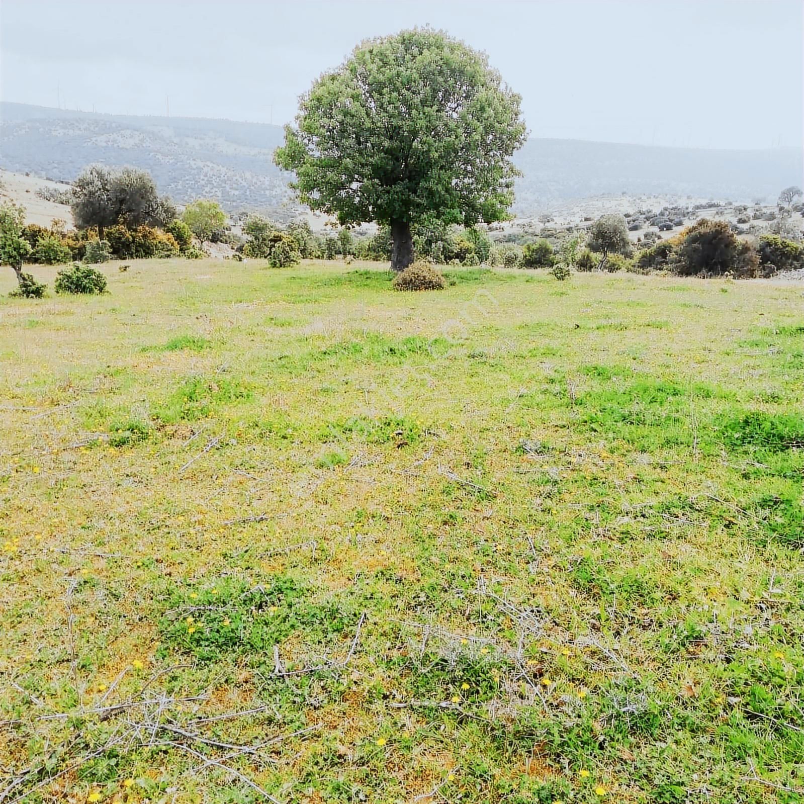 Bergama Kızıltepede Yolu Mevcut,res Ve Ges Arzisi-61000 M2- - Görsel 2