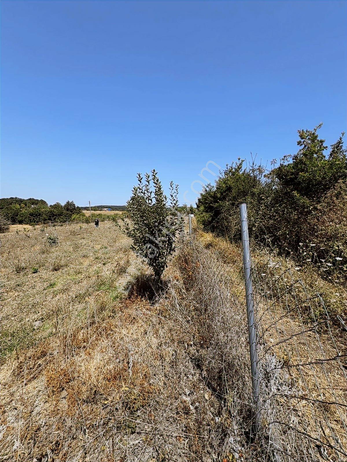 Nisandan Mustafakemalpaşa Uğurlu Pınar 2.800 M² Satılık Bahçe - Görsel 6