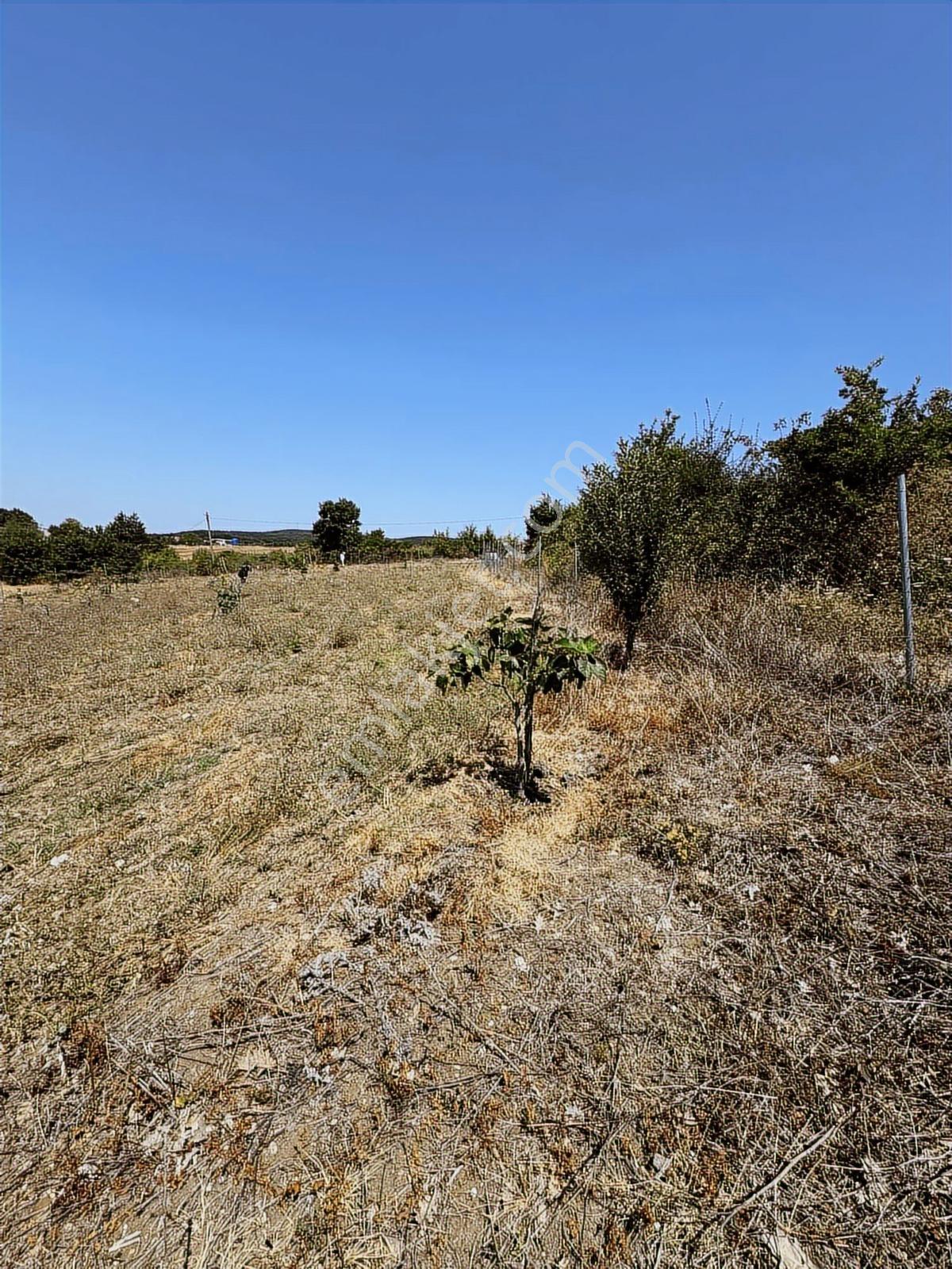 Nisandan Mustafakemalpaşa Uğurlu Pınar 2.800 M² Satılık Bahçe - Görsel 7